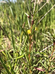 Camissonia strigulosa