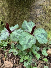 Trillium kurabayashii