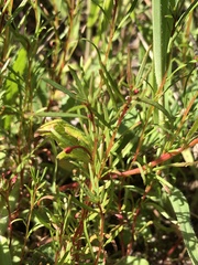 Camissonia strigulosa