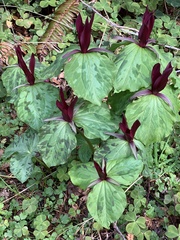 Trillium kurabayashii