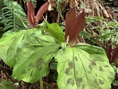 Trillium kurabayashii