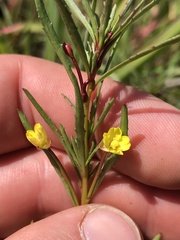 Camissonia strigulosa