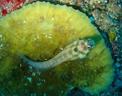 Crossosalarias macrospilus