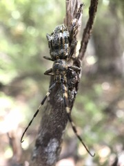 Hexatricha pulverulenta