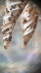 Acalitus ferrugineum