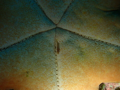 Zenopontonia soror