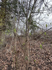 Viburnum carlesii