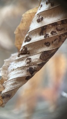 Acalitus ferrugineum