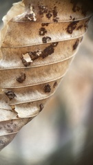 Acalitus ferrugineum