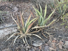 Agave aurea