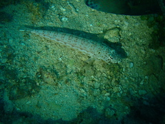 Parapercis clathrata