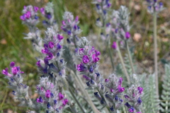 Oxytropis splendens