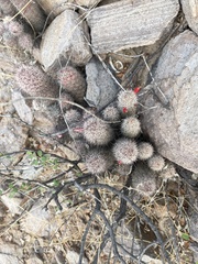 Mammillaria albicans