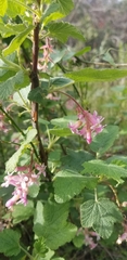 Ribes malvaceum