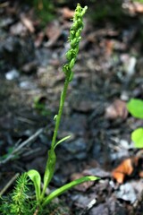 Platanthera aquilonis