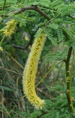 Prosopis pallida