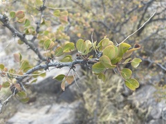 Haematoxylum brasiletto