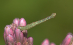 Chlorochlamys chloroleucaria