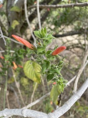 Justicia californica