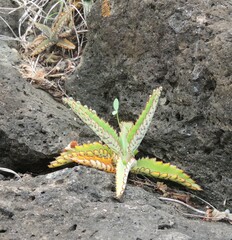 Kalanchoe daigremontiana