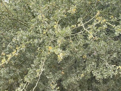 Parkinsonia florida