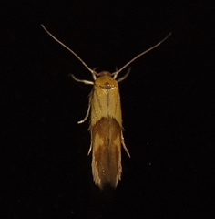 Stathmopoda auriferella