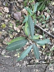 Cryptostegia grandiflora