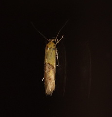 Stathmopoda auriferella