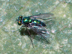 Condylostylus longicornis