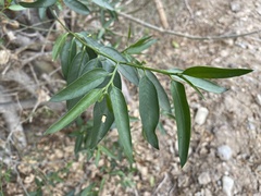 Vallesia glabra