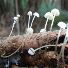 Mycena piringa