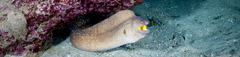 Gymnothorax nudivomer