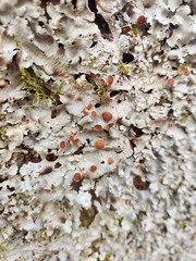 Ricasolia quercizans