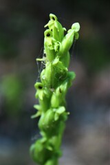 Platanthera aquilonis