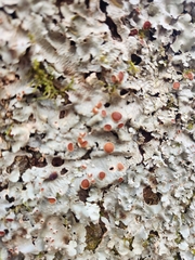 Ricasolia quercizans