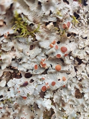 Ricasolia quercizans