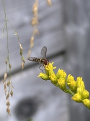 Meliscaeva cinctella
