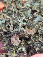 Platismatia tuckermanii