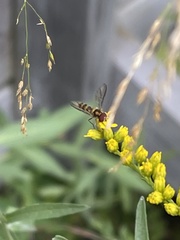Meliscaeva cinctella