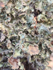 Platismatia tuckermanii