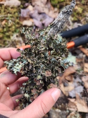 Platismatia tuckermanii