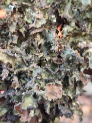 Platismatia tuckermanii