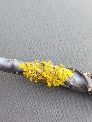 Xanthoria parietina