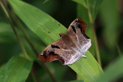Odontoptilum angulata