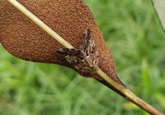 Ricania speculum
