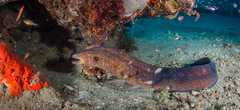 Gymnothorax nudivomer