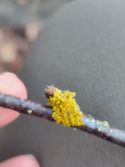 Xanthoria parietina