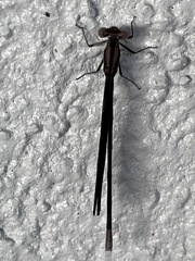 Argia fumipennis