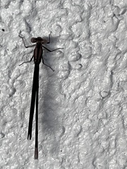 Argia fumipennis