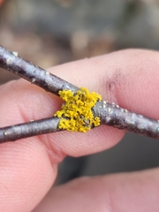 Xanthoria parietina